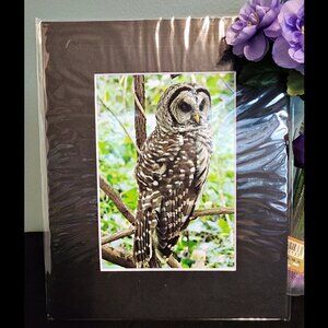 Barred Owl Close Up Photography Print with Black Matte Frame 8x10 Brand New